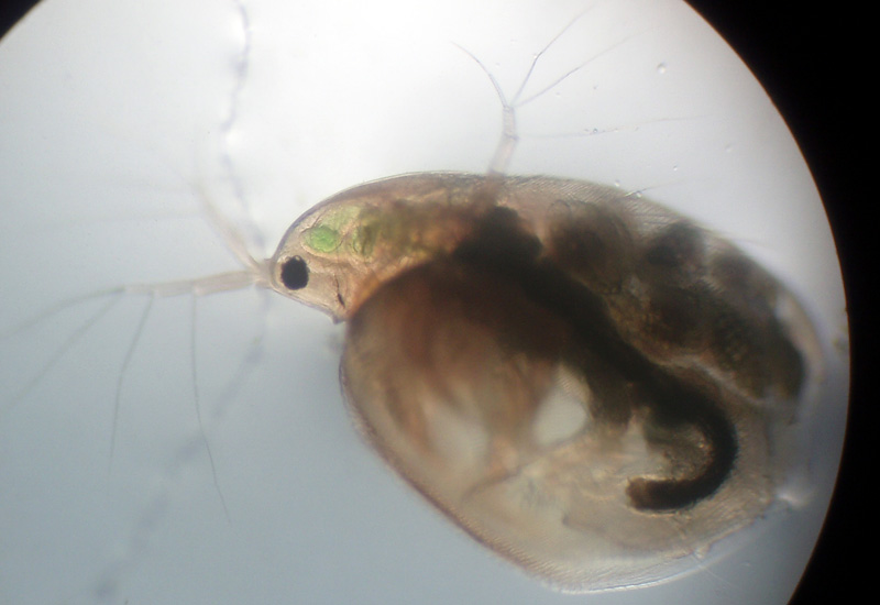 Simocephalus exspinosus ... quasi certo
